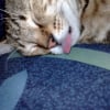 Photo de Pti minou