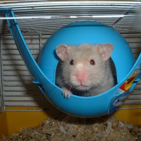 Photo de profil de Raton