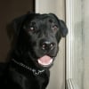 Photo de Diesel