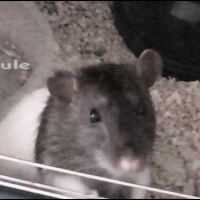 Photo de profil de Virgule