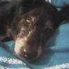 Photo de Snoopy