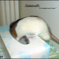 Photo de profil de Ratatouille