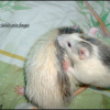 Photo de Hamtaro