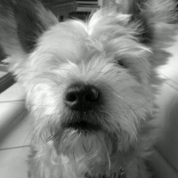 Photo de profil de Chouky