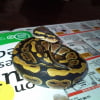 Photo de Tyson