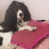 Photo de Cookie
