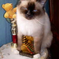 Photo de profil de Attila