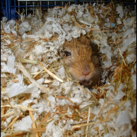 Photo de profil de Belle