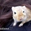 Photo de Speedy