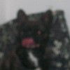 Photo de Aik, Bouledogue Français