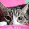 Photo de Lilas