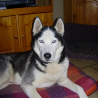 Photo de profil de Niksy