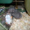 Photo de Chouchou