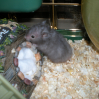 Photo de profil de Chouchou