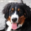Photo de Ermes