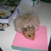 Photo de Boulette