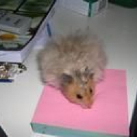 Photo de profil de Boulette