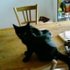 Photo de Kitty