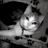 Photo de Soprane