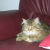 Photo de Chipie