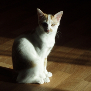 Photo de profil de Lina