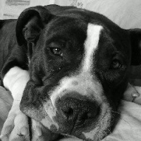Photo de profil de Shaman