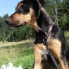 Photo de Leïko, Dobermann