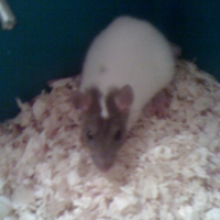 Photo de profil de Chatquirat