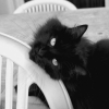 Photo de Luna