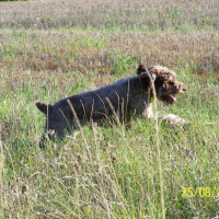 Photo de profil de Baxter