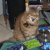 Photo de Filou