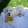 Photo de Domino, Bichon Maltais