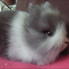 Photo de Crispy