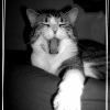 Photo de Djembé