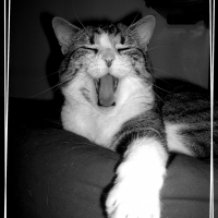 Photo de profil de Djembé
