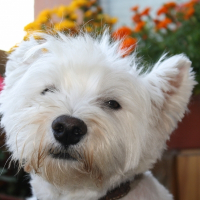 Photo de profil de Bella