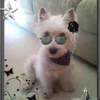 Photo de profil de Chipie