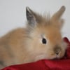 Photo de Lapinoue 1