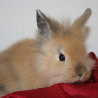 Photo de profil de Lapinoue 1
