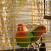 Photo de Romeo et juliette