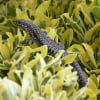 Photo de Lazard, Lézard