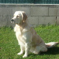 Photo de profil de Clover