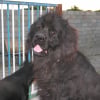 Photo de Bambou