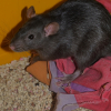 Photo de Kookyz