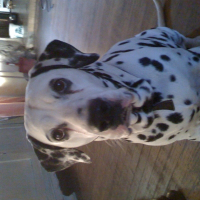 Photo de profil de Sybelle
