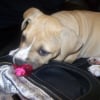 Photo de Elfy