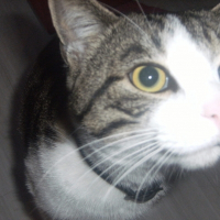 Photo de profil de Pimous