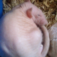 Photo de profil de Fido
