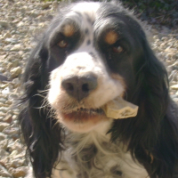 Photo de profil de Sulkie