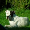 Photo de Calva
